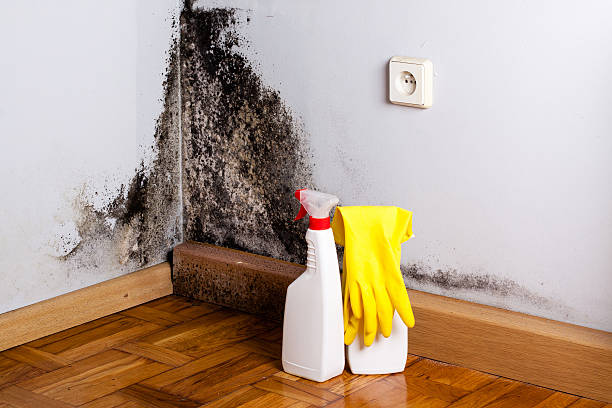 Best Post-Flood Mold Remediation in Cordry Sweetwater Lakes, IN